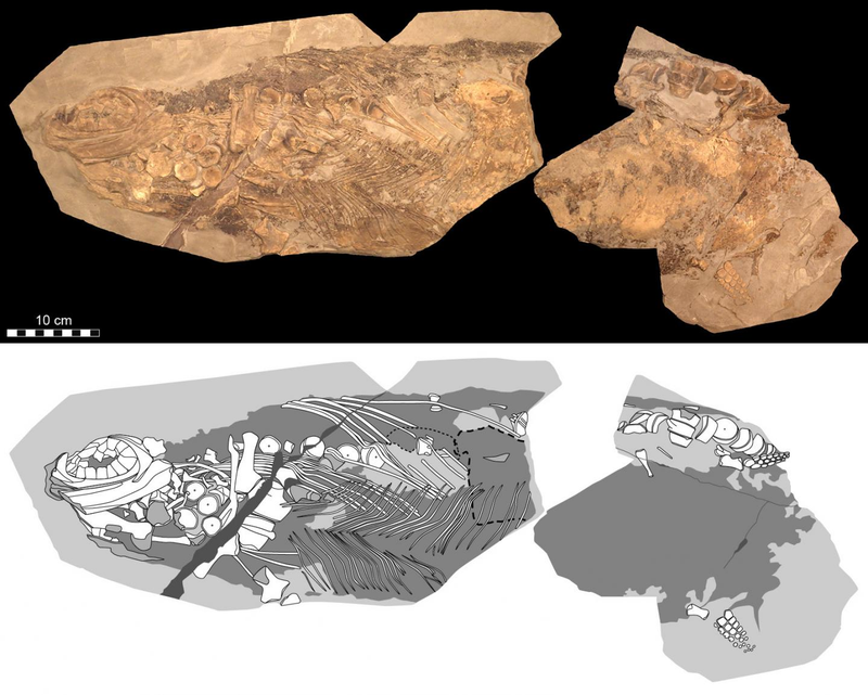 A photo and diagram of the fossil.